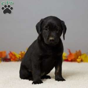 Bear, Black Labrador Retriever Puppy